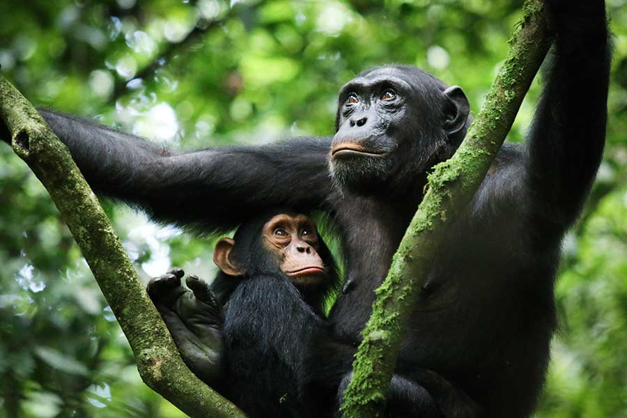 Chimpanzee-Kibale-National-Park