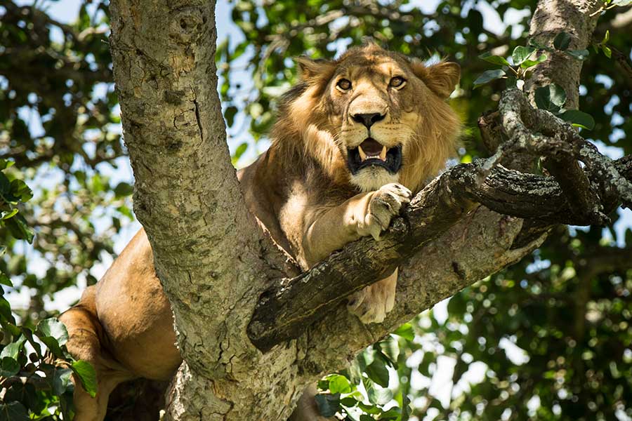 ishasha-tree-climbing-lions