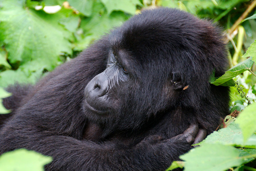 bwindi-gorilla-safari